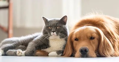 A cat and dog are lying on the ground together.