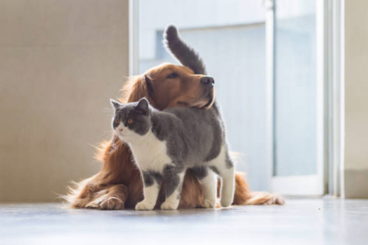 Can Mold Make Pets Sick?