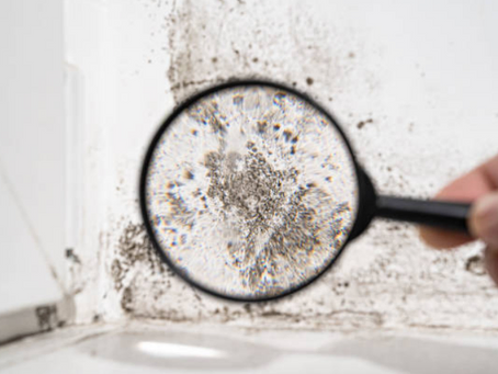 Categories of Mold