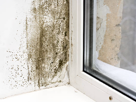 Is There Mold in Your Windows?