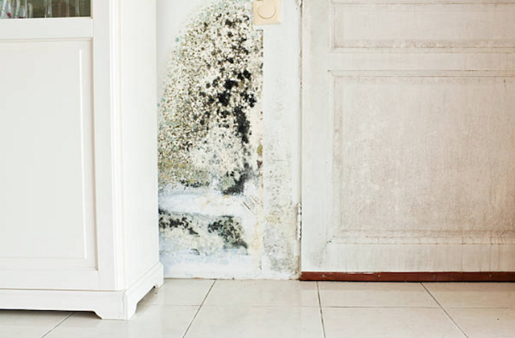 Mold vs. Mildew