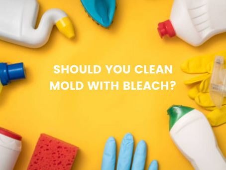 Should You Clean Mold with Bleach?