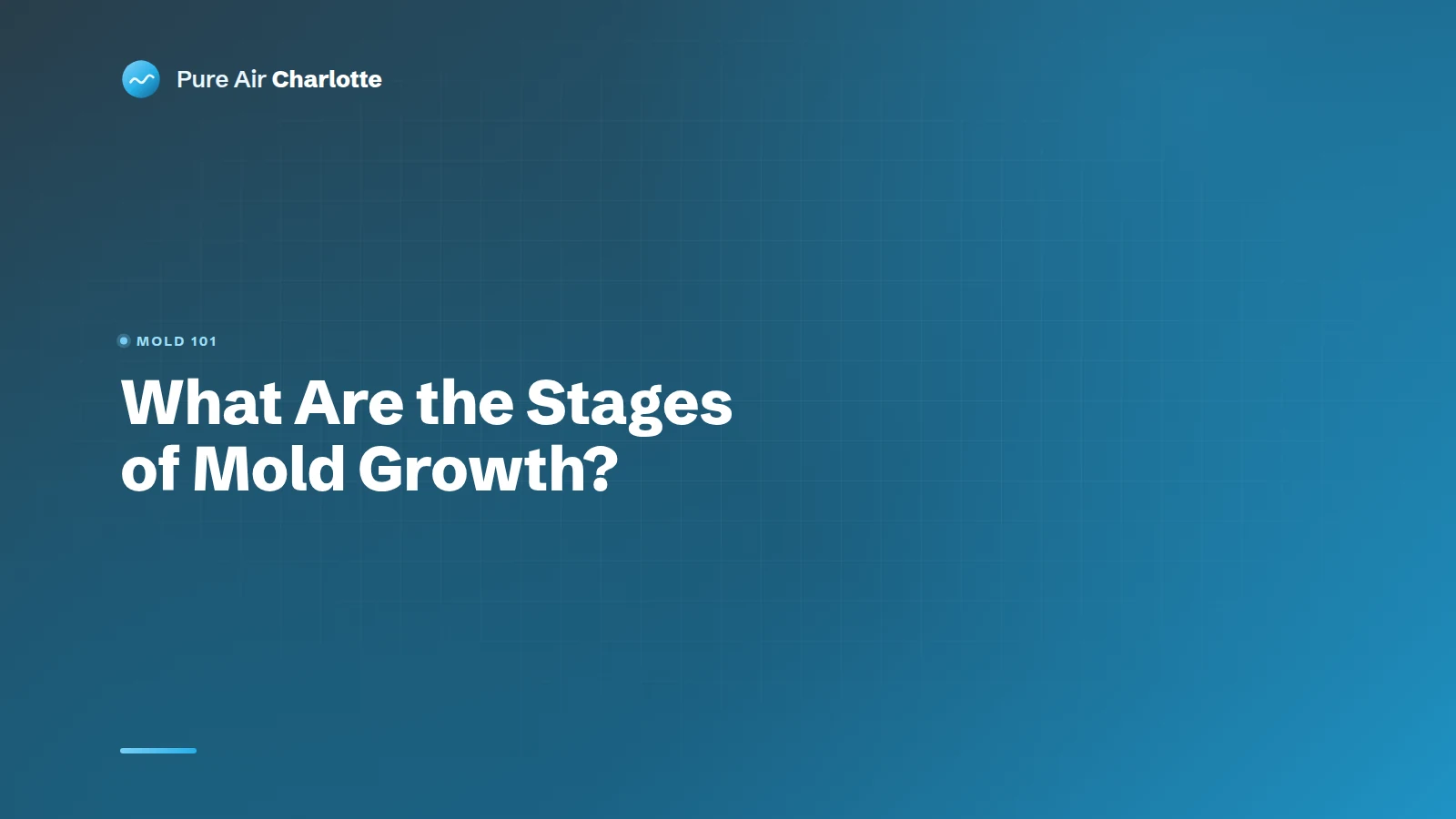 What Are The Stages of Mold Growth?